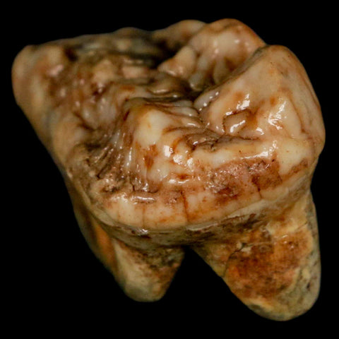 1.9" Extinct Cave Bear Ursus Spelaeus Molar Tooth Rooted Pleistocene Age COA - Fossil Age Minerals