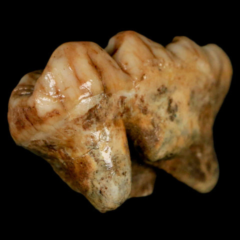 1.9" Extinct Cave Bear Ursus Spelaeus Molar Tooth Rooted Pleistocene Age COA - Fossil Age Minerals