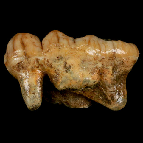 1.9" Extinct Cave Bear Ursus Spelaeus Molar Tooth Rooted Pleistocene Age COA - Fossil Age Minerals
