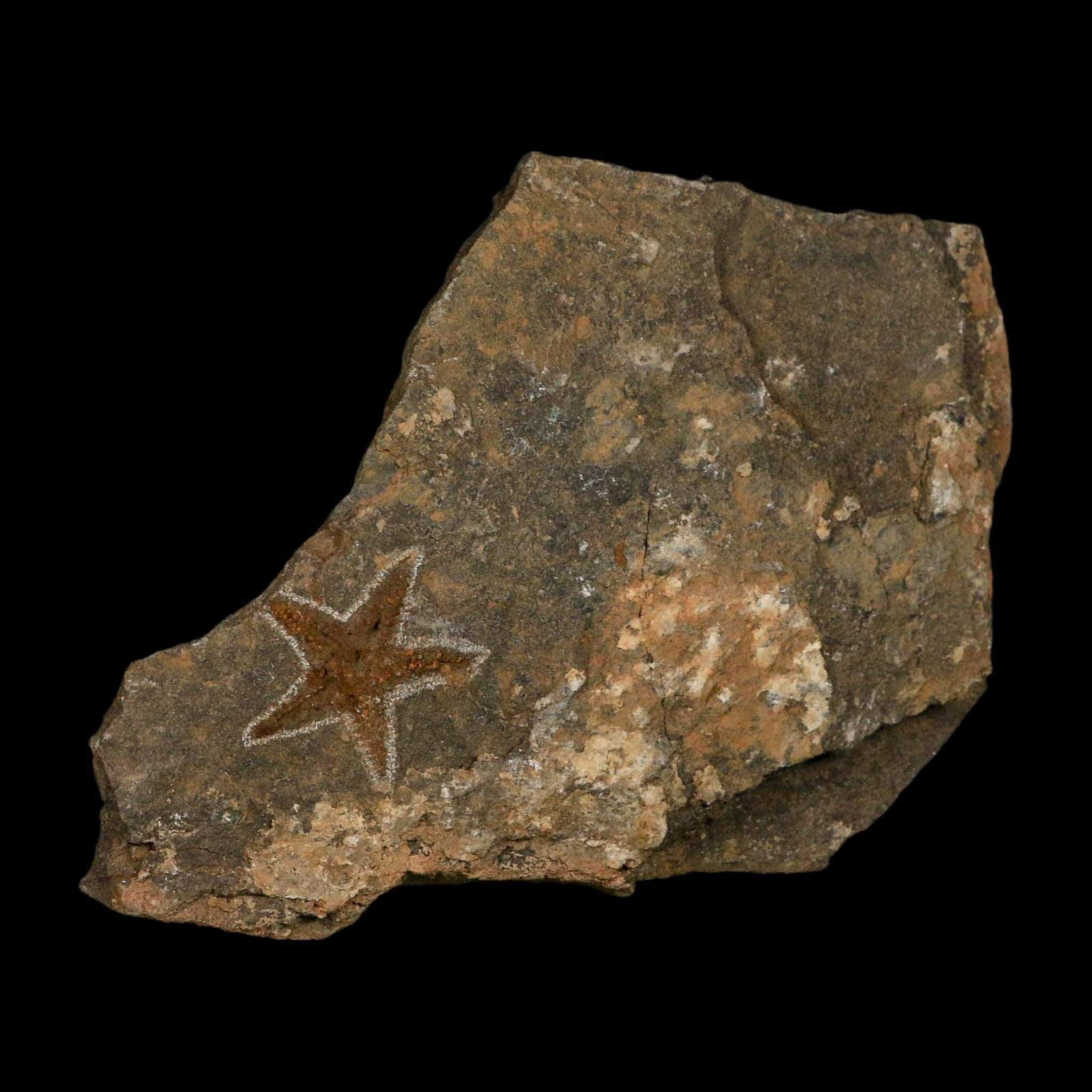 38MM Brittle Star Petraster Starfish Fossil Ordovician Age Blekus Morocco COA - Fossil Age Minerals