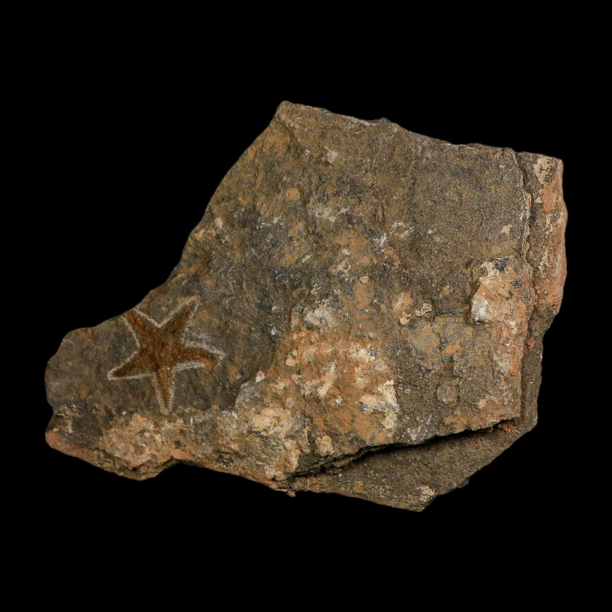 38MM Brittle Star Petraster Starfish Fossil Ordovician Age Blekus Morocco COA - Fossil Age Minerals