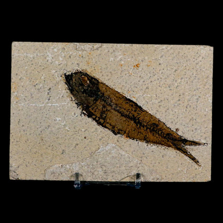 XL 4.2" Knightia Eocaena Fossil Fish Green River FM Wyoming Eocene Age COA & Stand