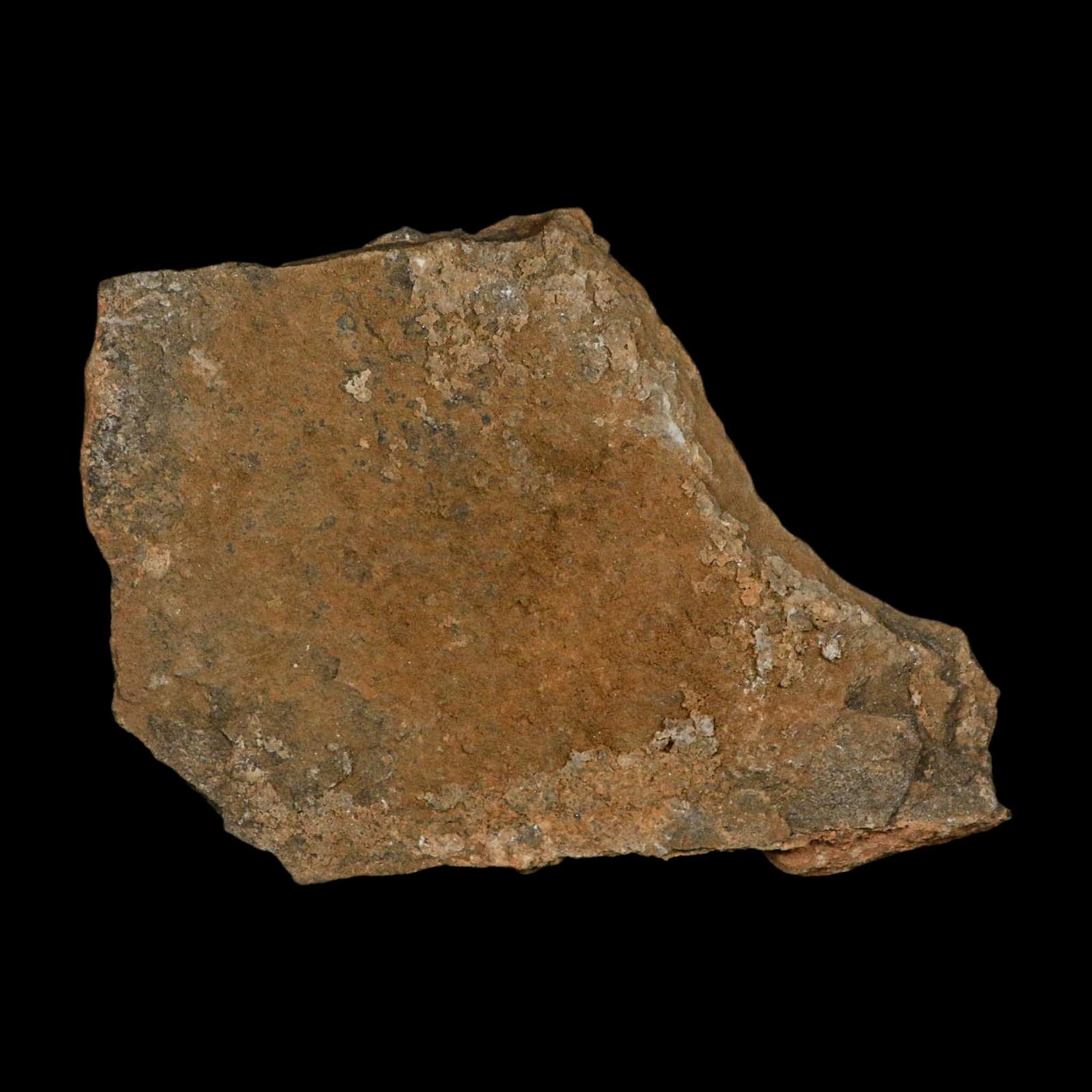 38MM Brittle Star Petraster Starfish Fossil Ordovician Age Blekus Morocco COA - Fossil Age Minerals
