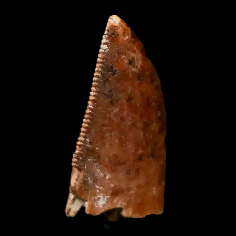 0.9" Majungasaurus Serrated Fossil Tooth Cretaceous Dinosaur Madagascar COA - Fossil Age Minerals