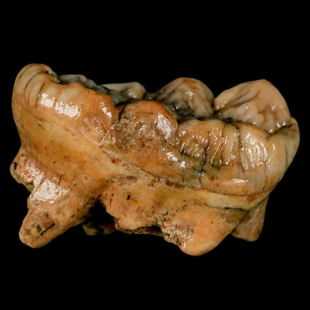 1.8" Extinct Cave Bear Ursus Spelaeus Molar Tooth Rooted Pleistocene Age COA