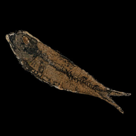 XL 4.2" Knightia Eocaena Fossil Fish Green River FM Wyoming Eocene Age COA & Stand