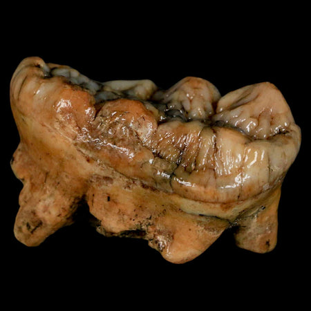 1.8" Extinct Cave Bear Ursus Spelaeus Molar Tooth Rooted Pleistocene Age COA