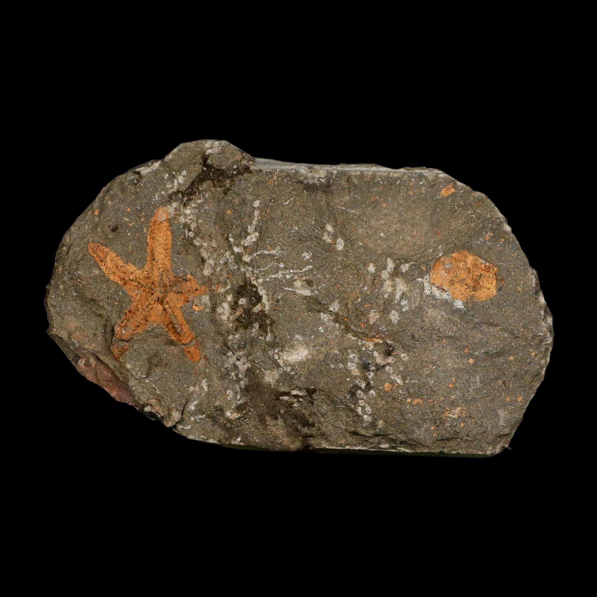 36MM Brittle Star Petraster Starfish Fossil Ordovician Age Blekus Morocco COA - Fossil Age Minerals