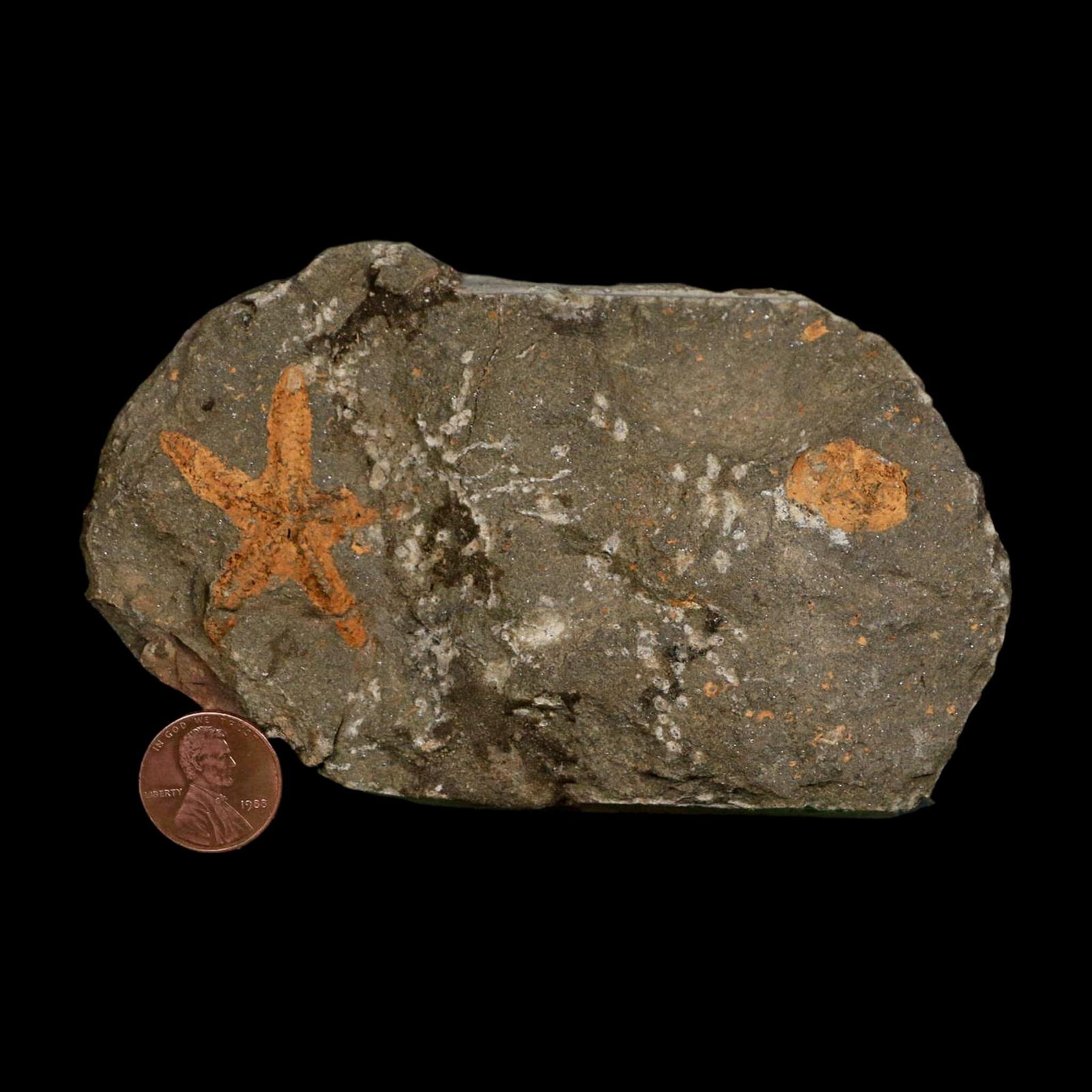 36MM Brittle Star Petraster Starfish Fossil Ordovician Age Blekus Morocco COA - Fossil Age Minerals