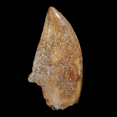 0.9" Majungasaurus Serrated Fossil Tooth Cretaceous Dinosaur Madagascar COA