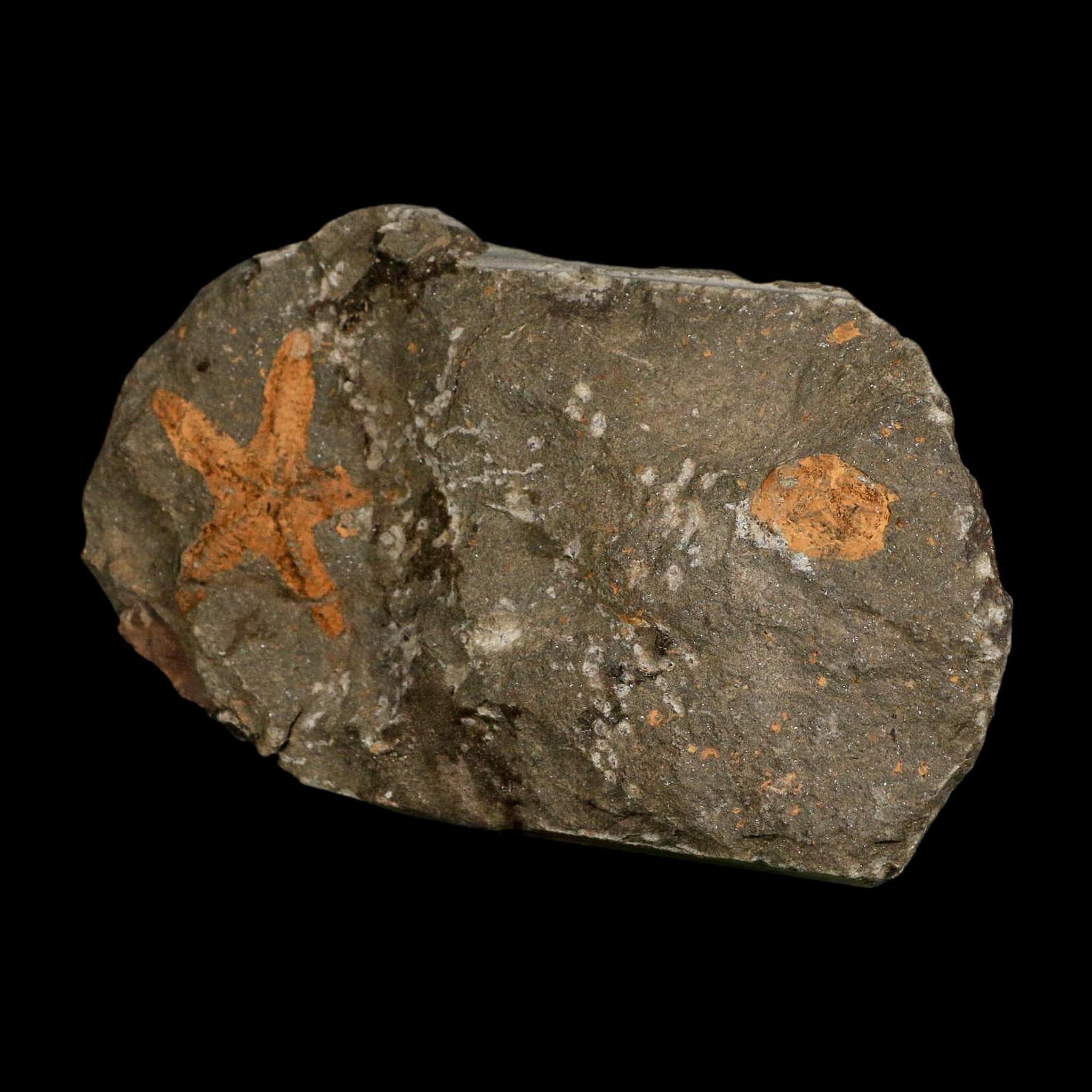36MM Brittle Star Petraster Starfish Fossil Ordovician Age Blekus Morocco COA - Fossil Age Minerals