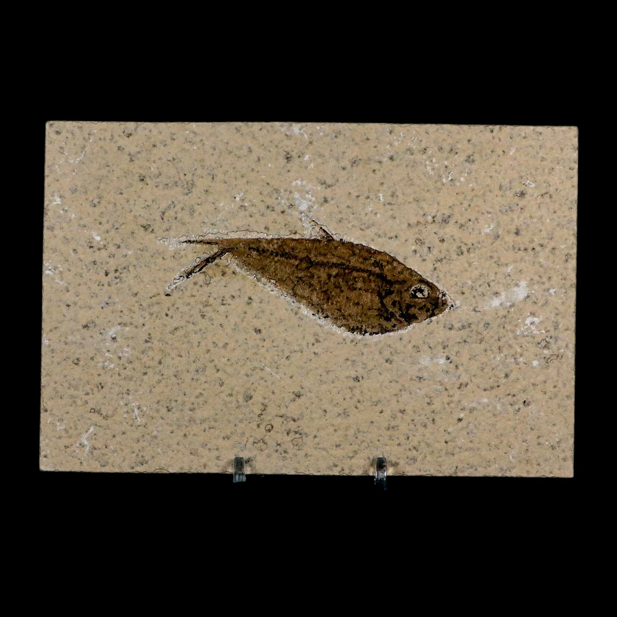 3.1" Diplomystus Dentatus Fossil Fish Green River FM WY Eocene Age COA, Stand - Fossil Age Minerals
