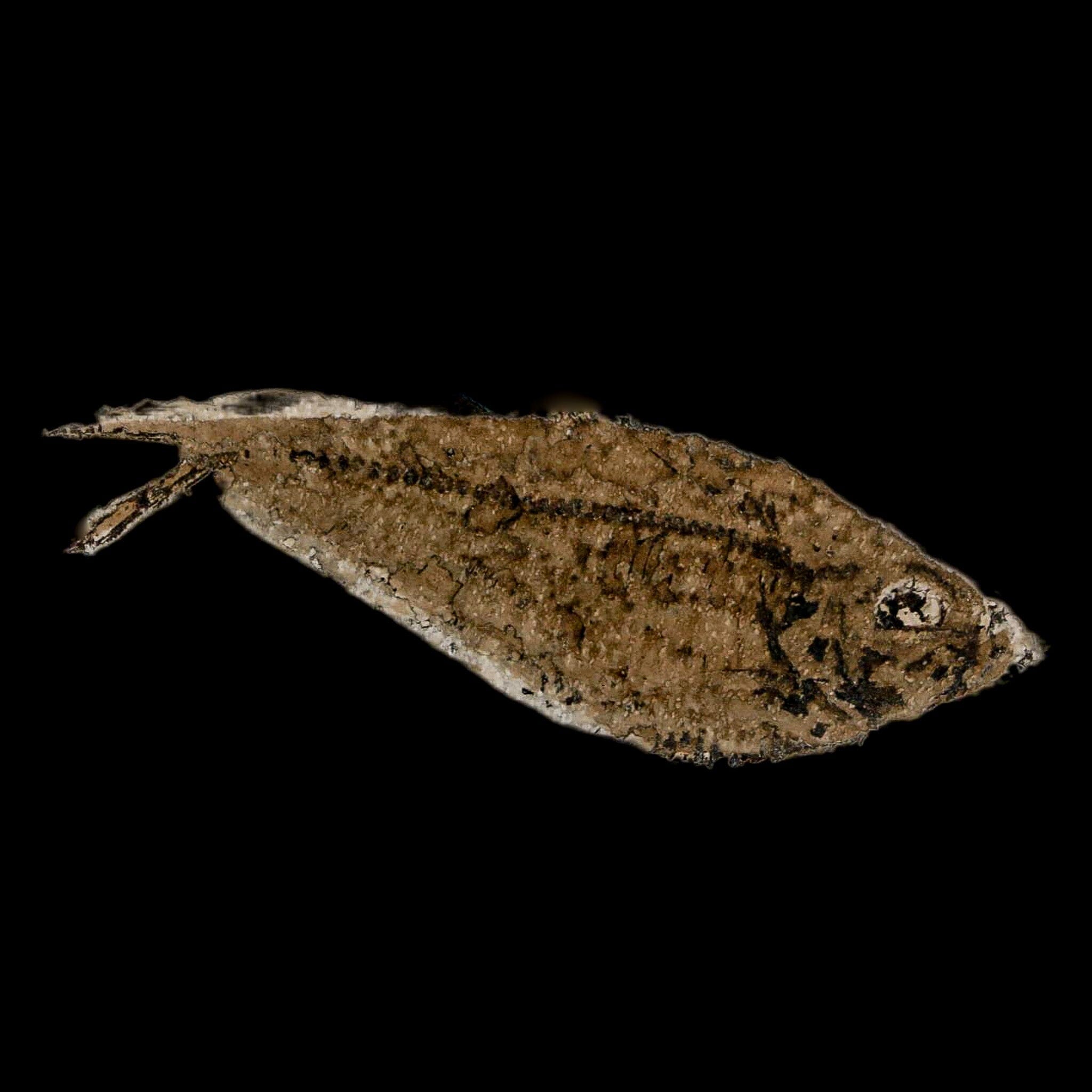 3.1" Diplomystus Dentatus Fossil Fish Green River FM WY Eocene Age COA, Stand - Fossil Age Minerals