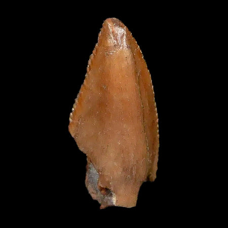 0.7" Majungasaurus Serrated Fossil Tooth Cretaceous Dinosaur Madagascar COA