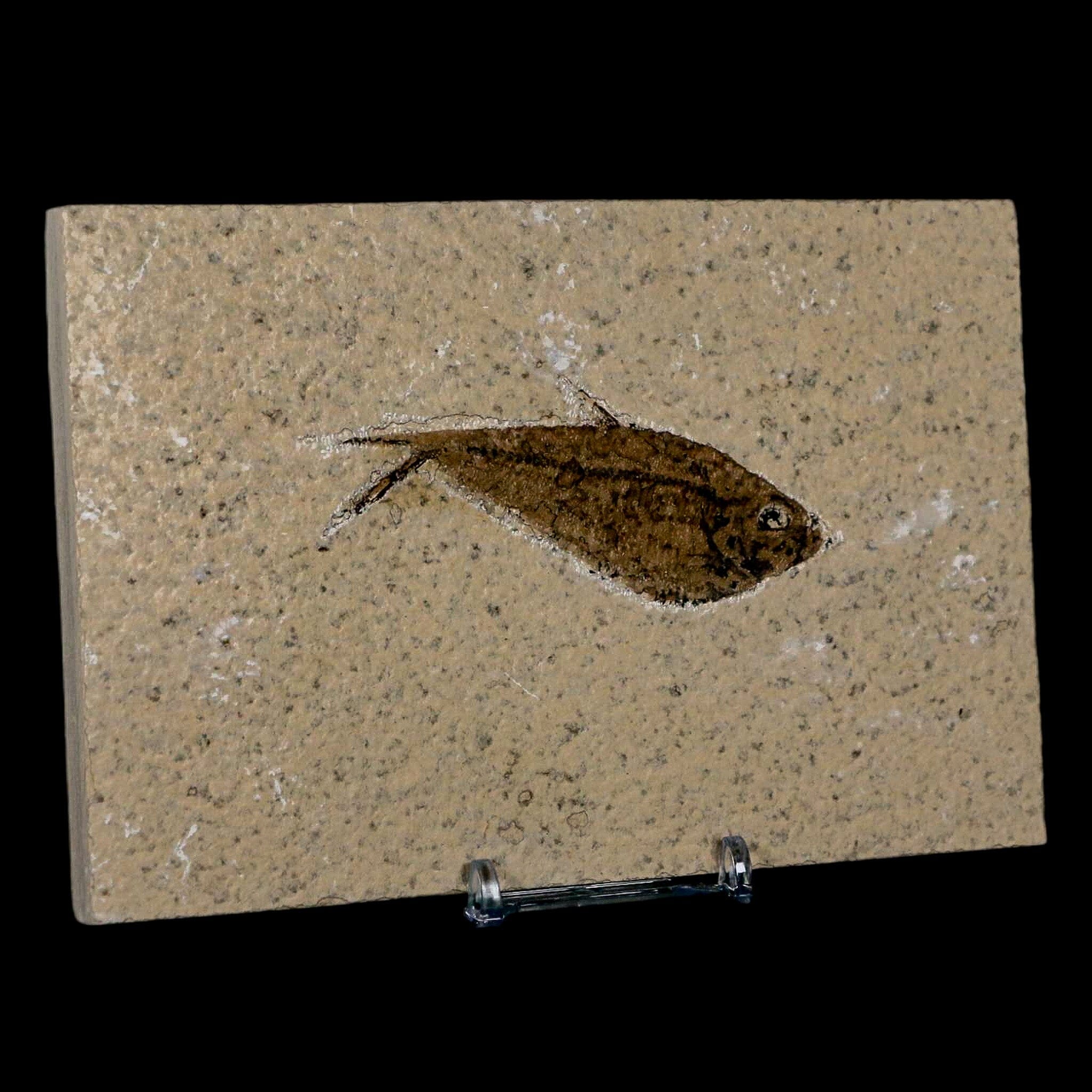 3.1" Diplomystus Dentatus Fossil Fish Green River FM WY Eocene Age COA, Stand - Fossil Age Minerals