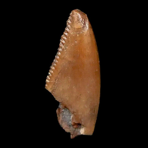 0.7" Majungasaurus Serrated Fossil Tooth Cretaceous Dinosaur Madagascar COA - Fossil Age Minerals