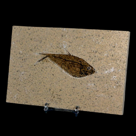 3.1" Diplomystus Dentatus Fossil Fish Green River FM WY Eocene Age COA, Stand