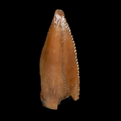 0.7" Majungasaurus Serrated Fossil Tooth Cretaceous Dinosaur Madagascar COA - Fossil Age Minerals