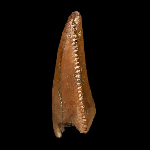 0.7" Majungasaurus Serrated Fossil Tooth Cretaceous Dinosaur Madagascar COA - Fossil Age Minerals