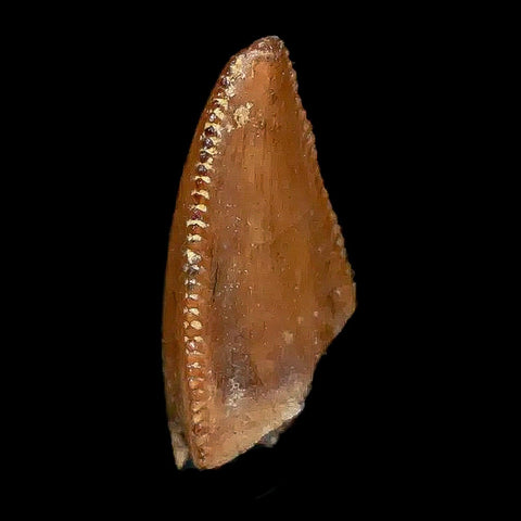 0.7" Majungasaurus Serrated Fossil Tooth Cretaceous Dinosaur Madagascar COA - Fossil Age Minerals