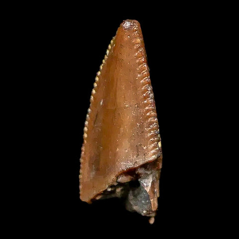 0.7" Majungasaurus Serrated Fossil Tooth Cretaceous Dinosaur Madagascar COA - Fossil Age Minerals