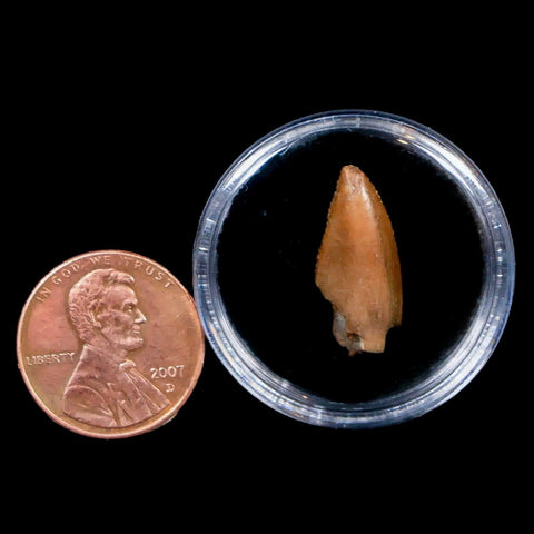 0.7" Majungasaurus Serrated Fossil Tooth Cretaceous Dinosaur Madagascar COA - Fossil Age Minerals