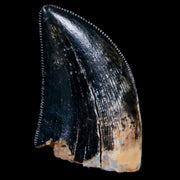 0.7" Tyrannosaur Serrated Fossil Tooth Cretaceous Dinosaur Judith River FM MT COA