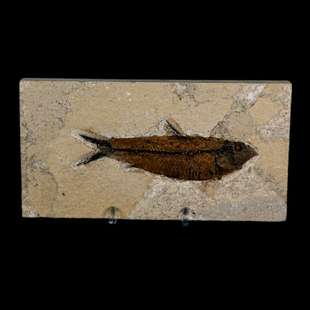 3.8" Knightia Eocaena Fossil Fish Green River FM Wyoming Eocene Age COA & Stand