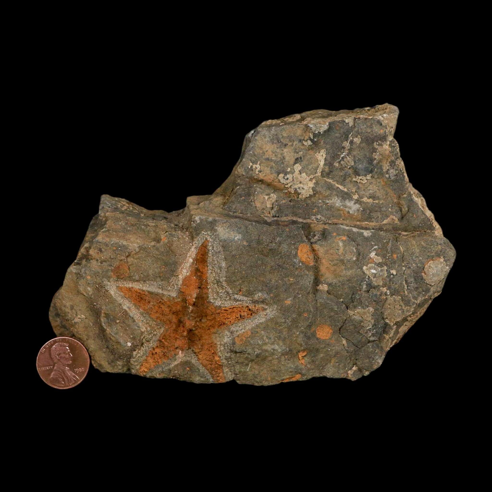 51MM Brittle Star Petraster Starfish Fossil Ordovician Age Blekus Morocco COA - Fossil Age Minerals
