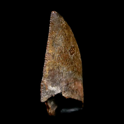 0.9" Majungasaurus Serrated Fossil Tooth Cretaceous Dinosaur Madagascar COA - Fossil Age Minerals