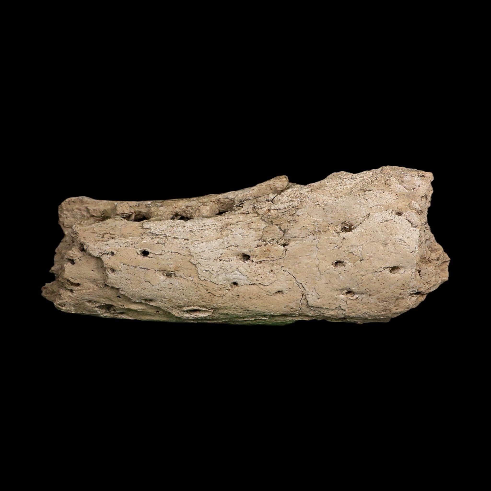 5" Alligator Mississippiensis Jaw Section Fossil Florida Pleistocene Epoch Florida