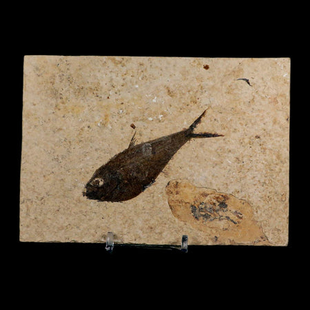 3.2" Diplomystus Dentatus Fossil Fish Green River FM WY Eocene Age COA, Stand