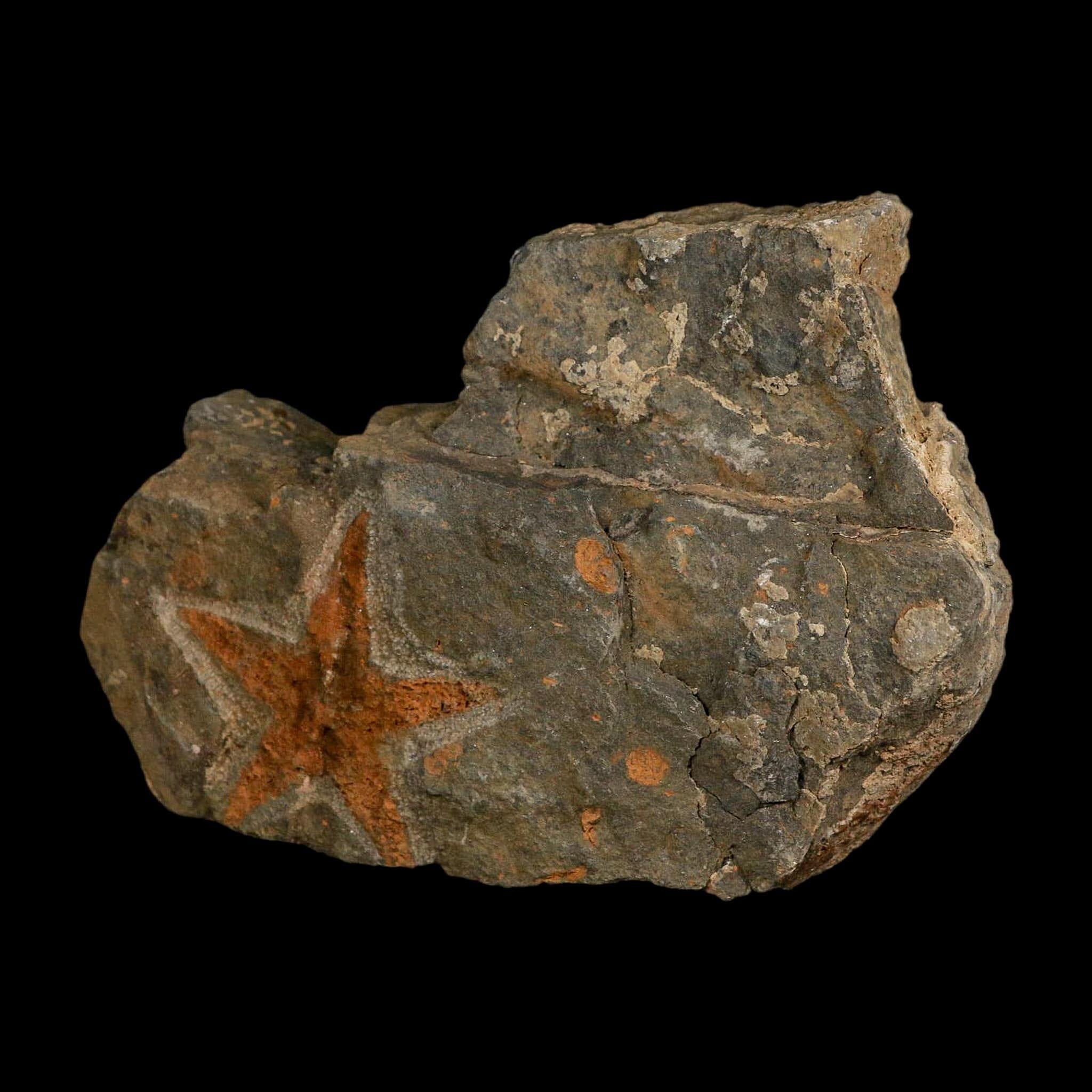 51MM Brittle Star Petraster Starfish Fossil Ordovician Age Blekus Morocco COA - Fossil Age Minerals