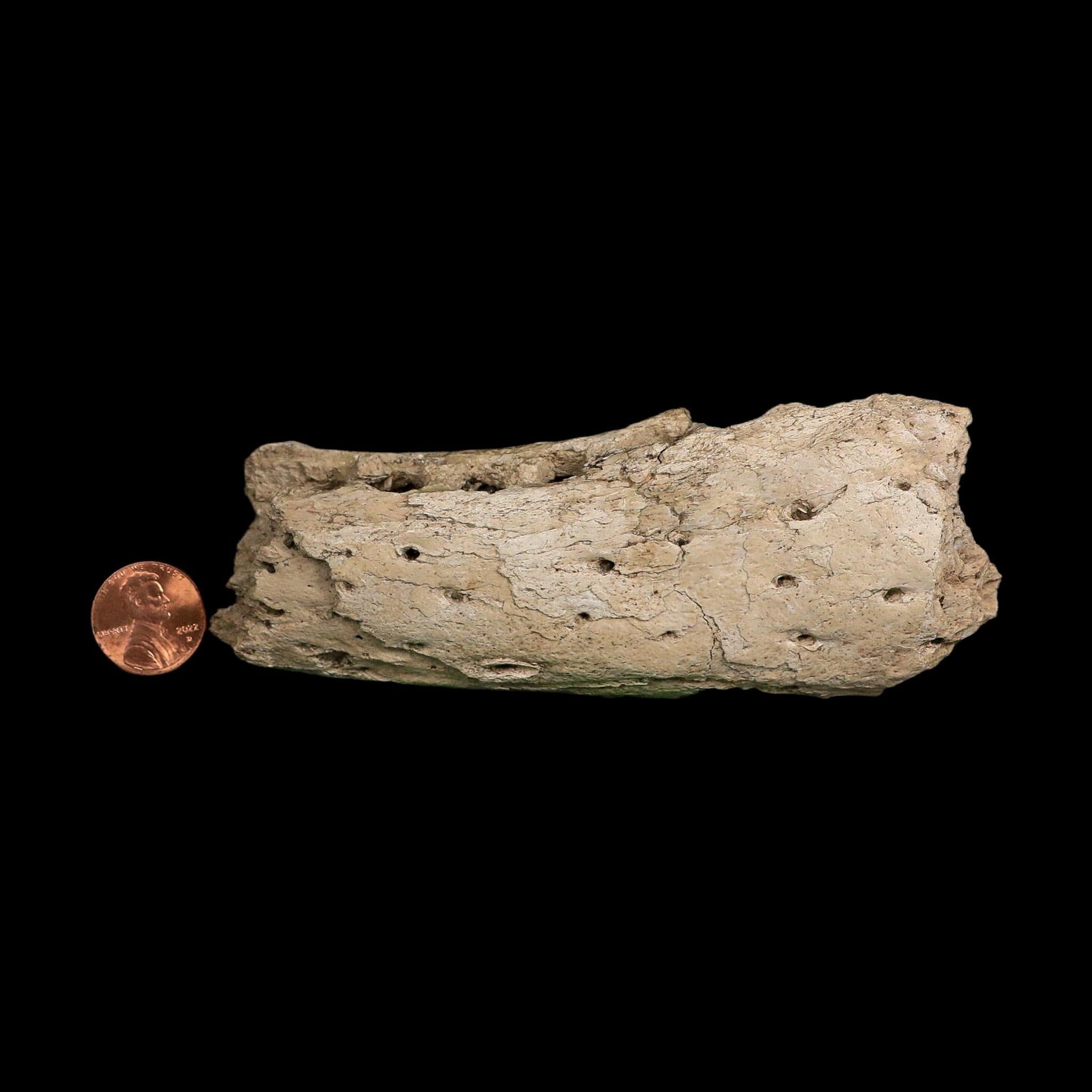 5" Alligator Mississippiensis Jaw Section Fossil Florida Pleistocene Epoch Florida