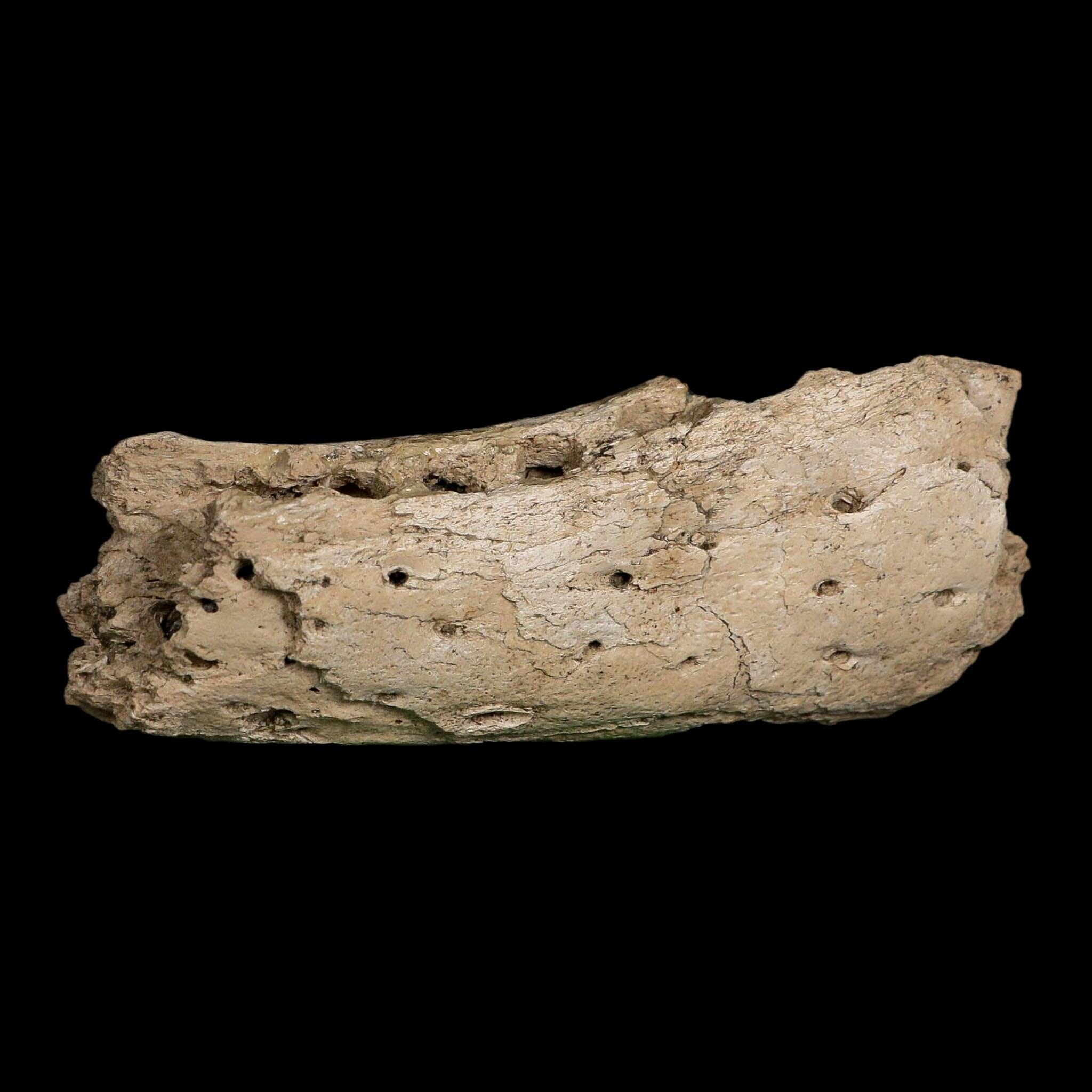5" Alligator Mississippiensis Jaw Section Fossil Florida Pleistocene Epoch Florida