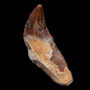 2.4" Basilosaurus Tooth 40-34 Mil Yrs Old Late Eocene COA