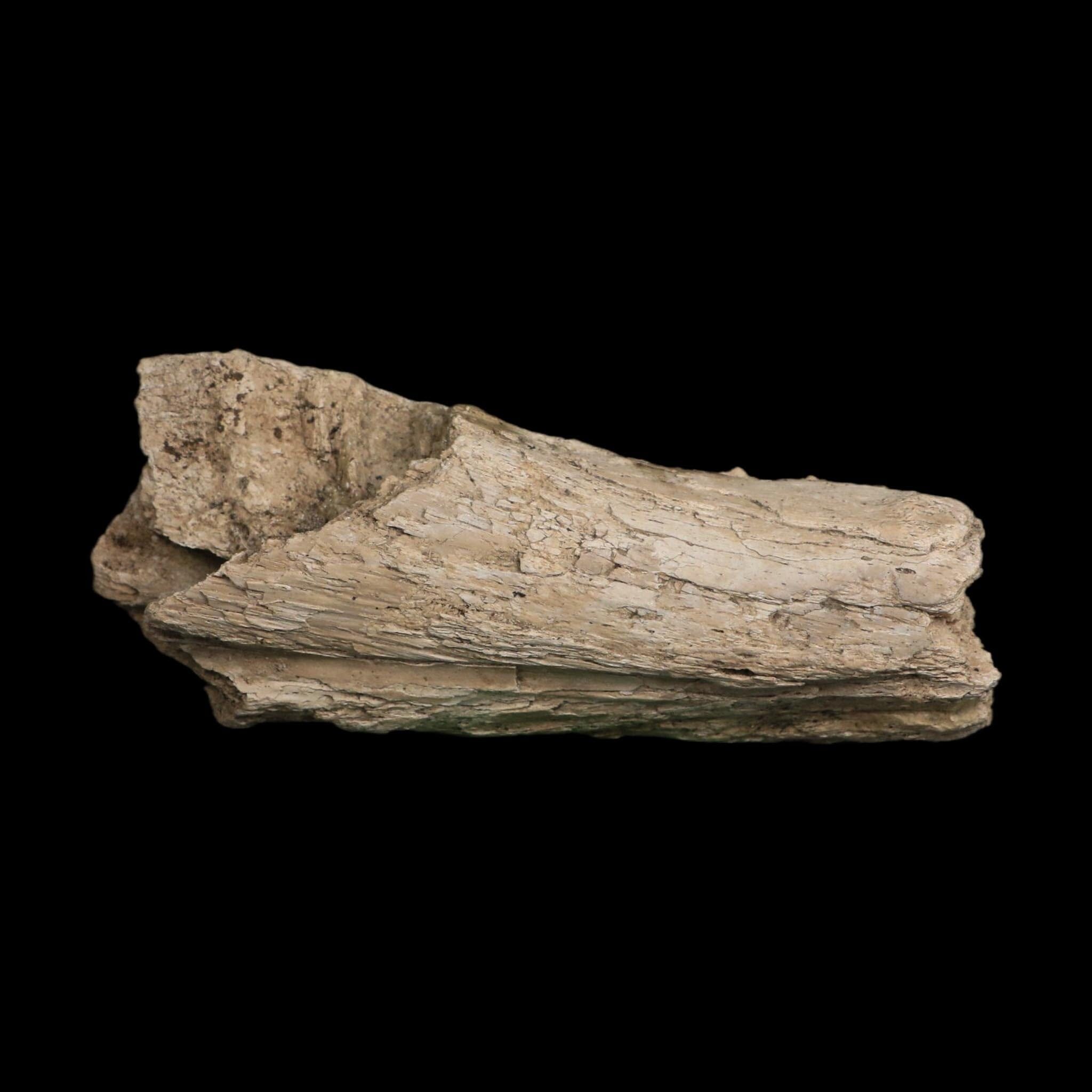 5" Alligator Mississippiensis Jaw Section Fossil Florida Pleistocene Epoch Florida