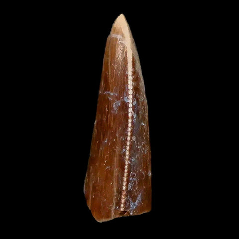 0.8" Majungasaurus Serrated Fossil Tooth Cretaceous Dinosaur Madagascar COA - Fossil Age Minerals