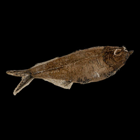 3.6" Diplomystus Dentatus Fossil Fish Green River FM WY Eocene Age COA, Stand