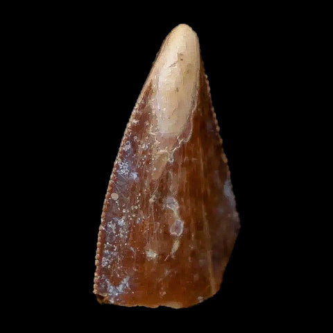 0.8" Majungasaurus Serrated Fossil Tooth Cretaceous Dinosaur Madagascar COA - Fossil Age Minerals