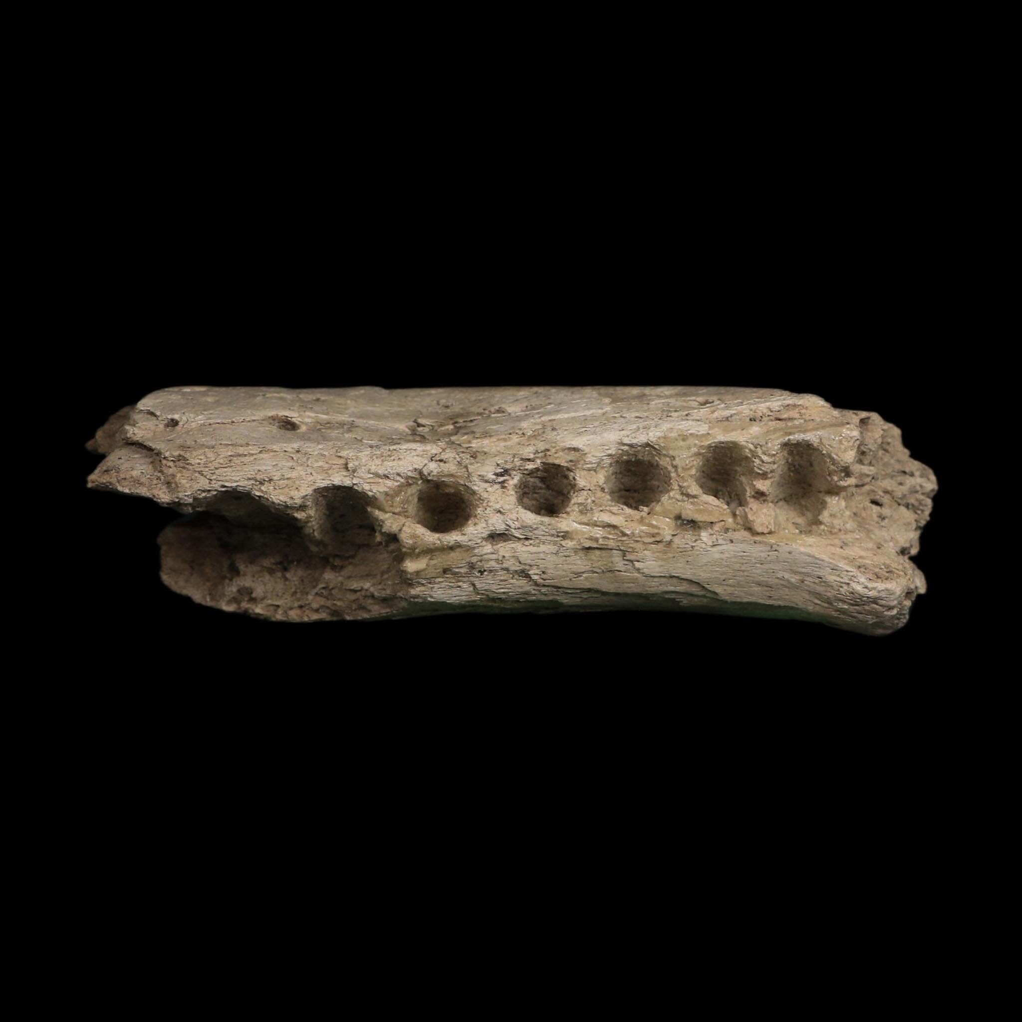 5" Alligator Mississippiensis Jaw Section Fossil Florida Pleistocene Epoch Florida