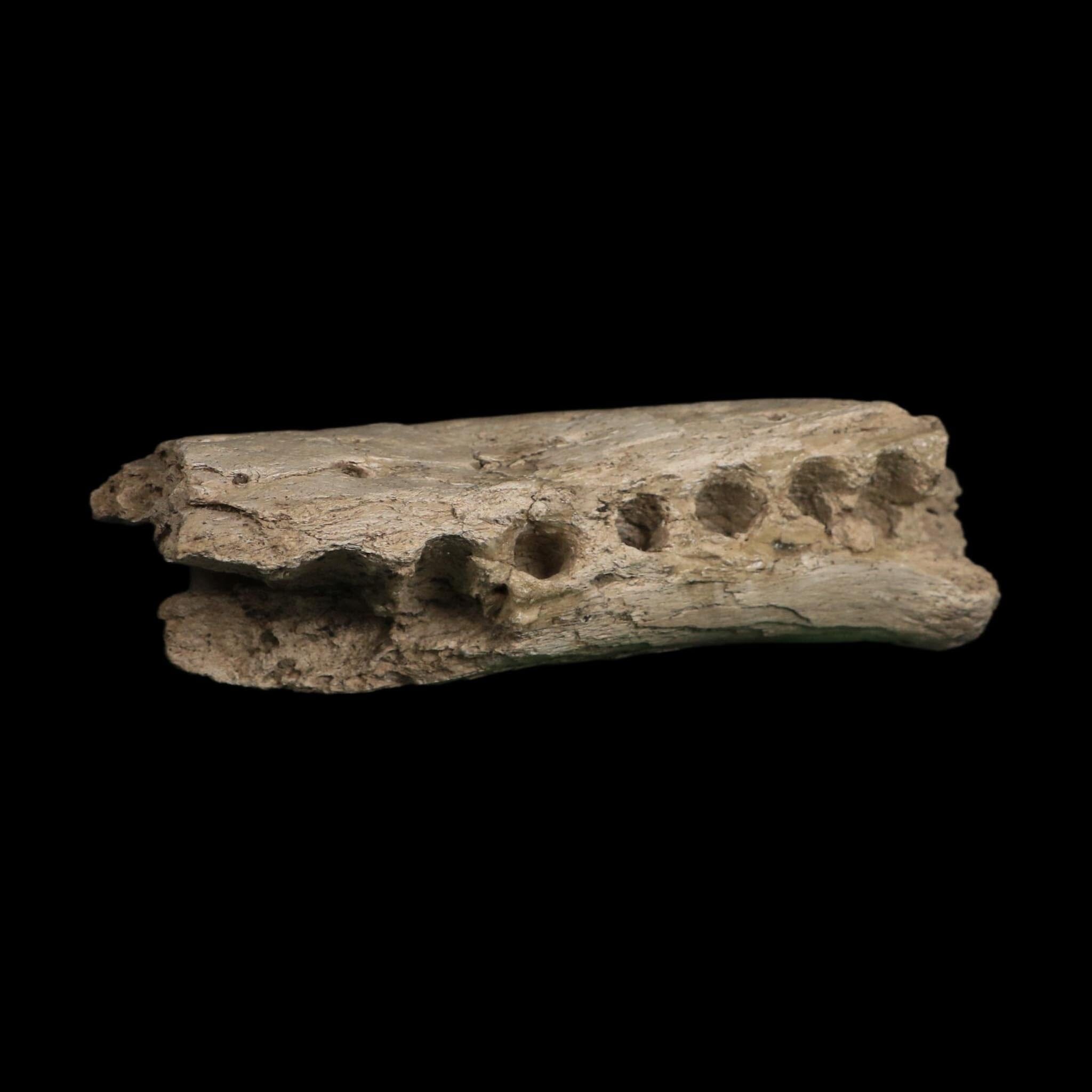 5" Alligator Mississippiensis Jaw Section Fossil Florida Pleistocene Epoch Florida