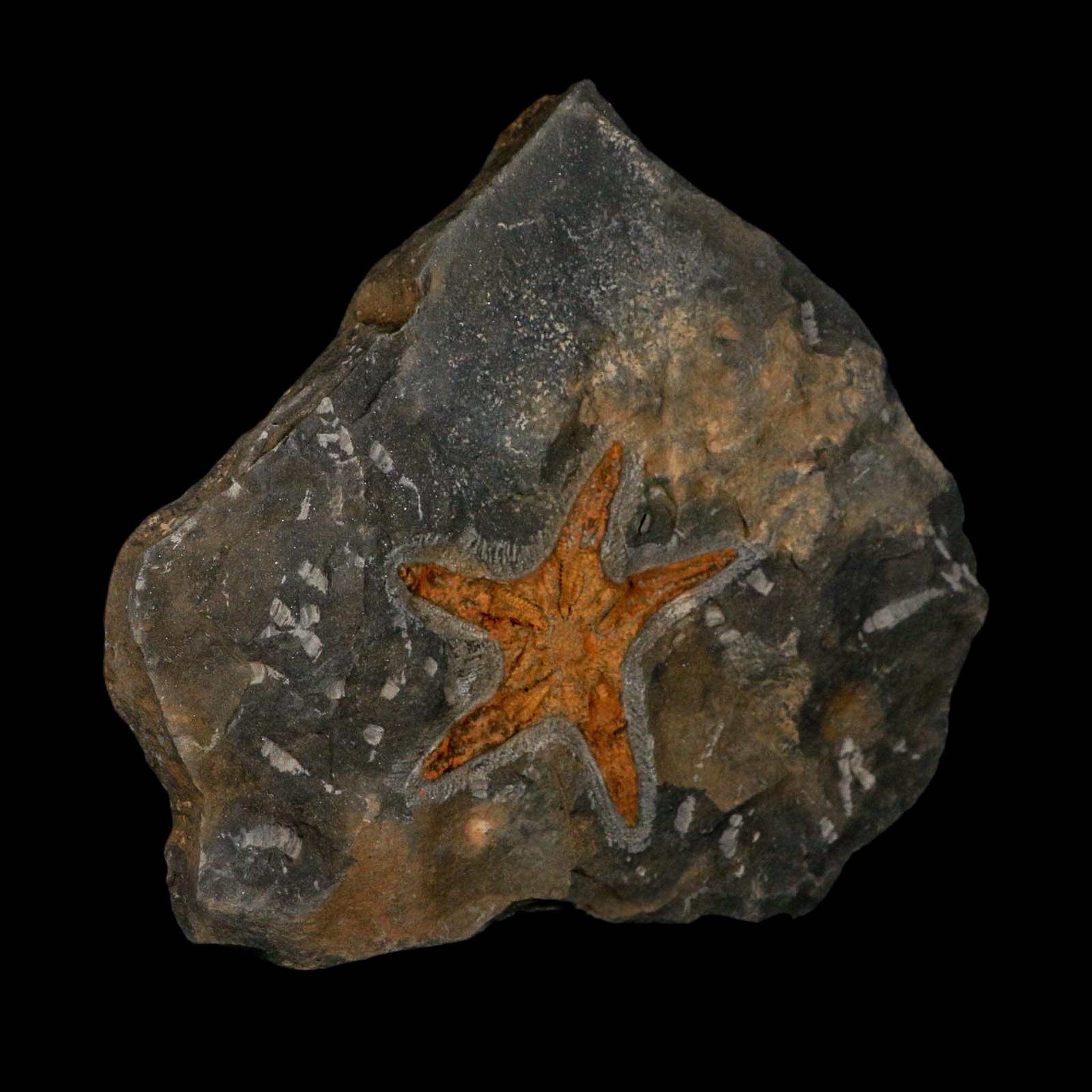 88MM Brittle Star Petraster Starfish Fossil Ordovician Age Blekus Morocco COA - Fossil Age Minerals