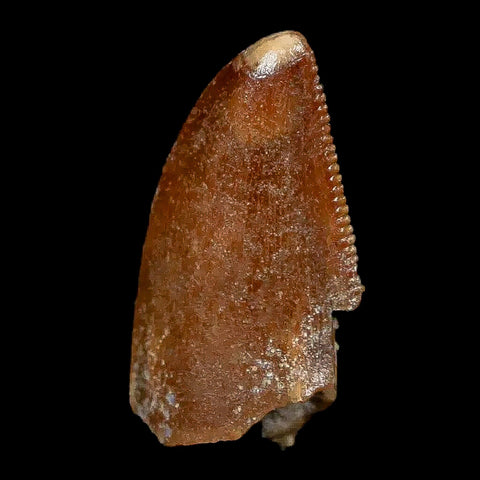 0.8" Majungasaurus Serrated Fossil Tooth Cretaceous Dinosaur Madagascar COA - Fossil Age Minerals
