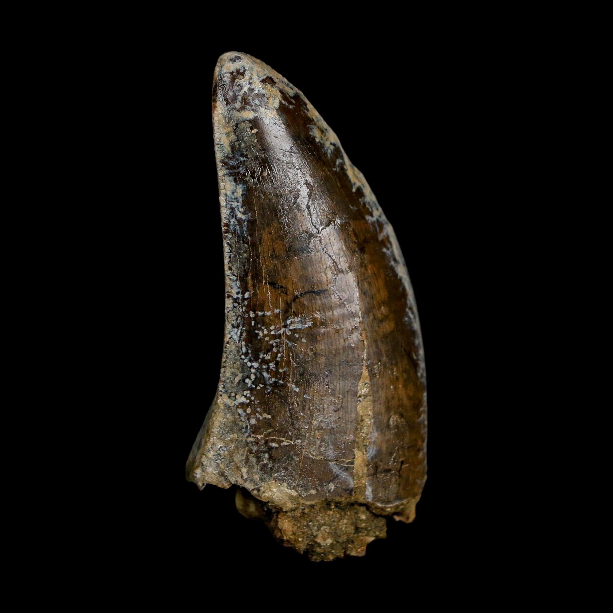 2.2" Tyrannosaurus Rex Fossil Tooth Lance Creek Cretaceous Dinosaur Wyoming COA