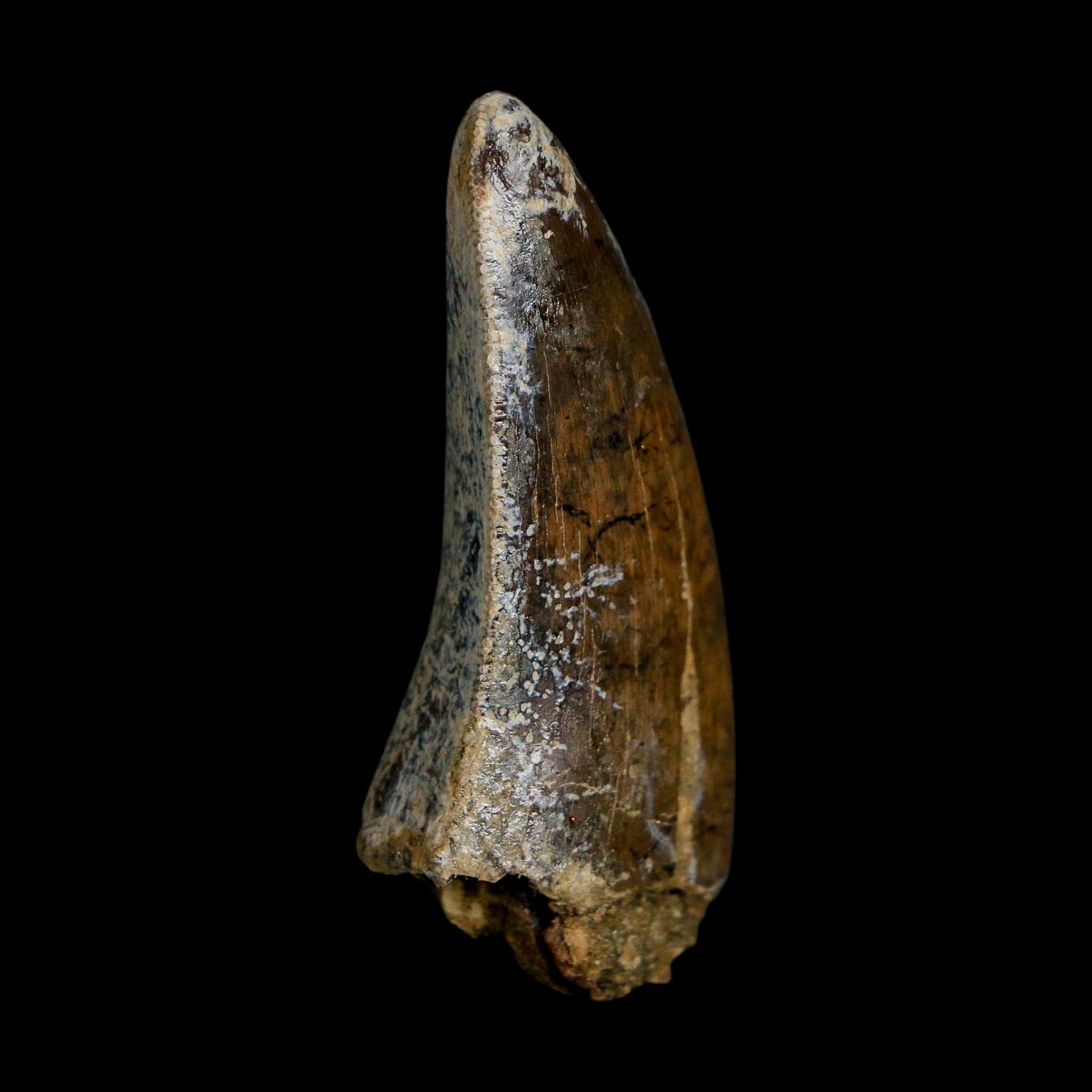 2.2" Tyrannosaurus Rex Fossil Tooth Lance Creek Cretaceous Dinosaur Wyoming COA