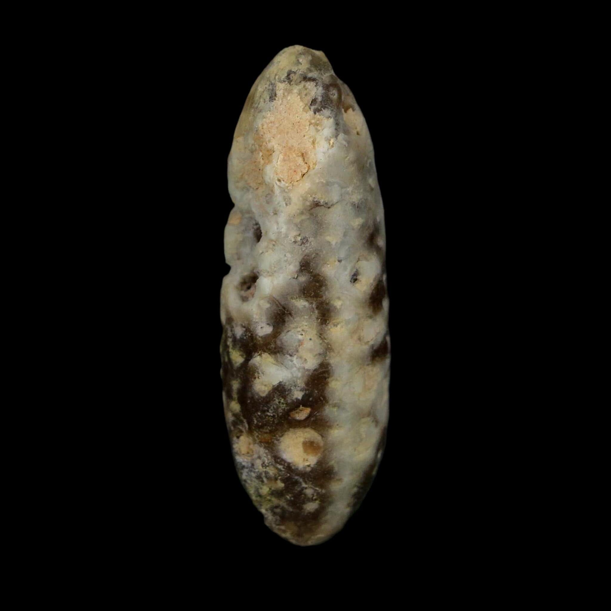 XL 2.2" Fossil Pine Cone Equicalastrobus Replaced By Agate Eocene Age Seeds Fruit - Fossil Age Minerals