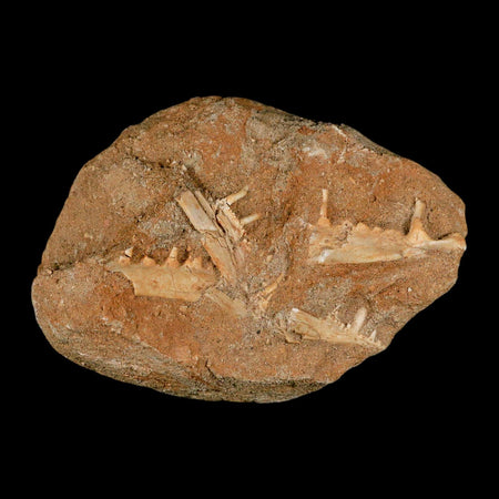 3.6" Saber Toothed Herring Fossil Tooth Jaw Section Enchodus Libycus Cretaceous Age COA