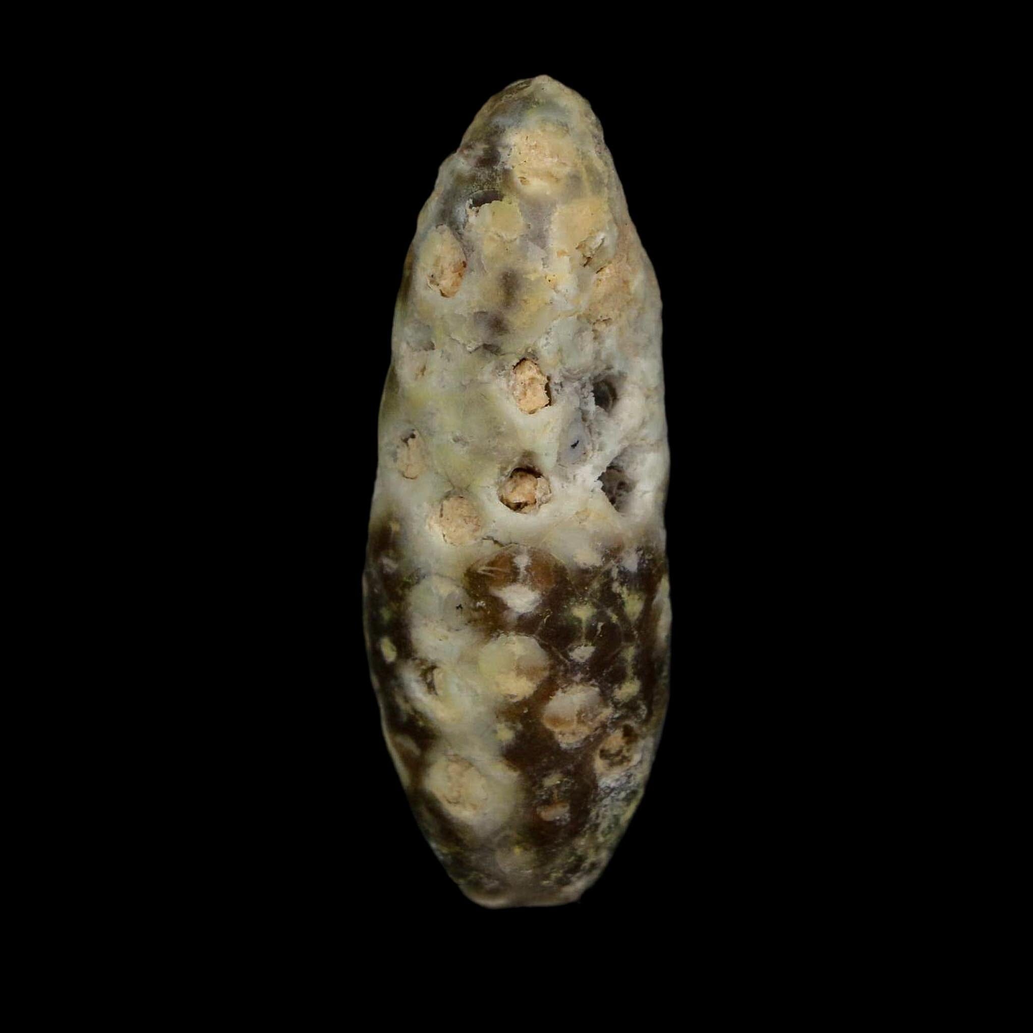XL 2.2" Fossil Pine Cone Equicalastrobus Replaced By Agate Eocene Age Seeds Fruit - Fossil Age Minerals