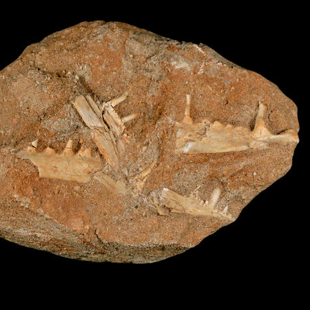 3.6" Saber Toothed Herring Fossil Tooth Jaw Section Enchodus Libycus Cretaceous Age COA